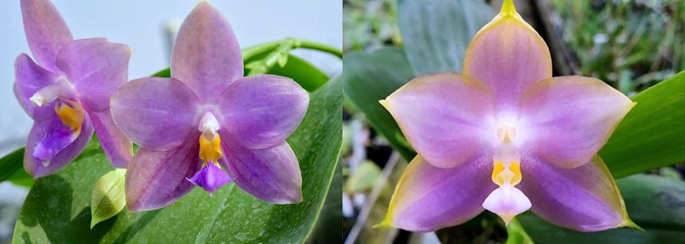 Phalaenopsis (Penang Violacea 'indigo' x Mituo Reflex Dragon 'Blue-2')