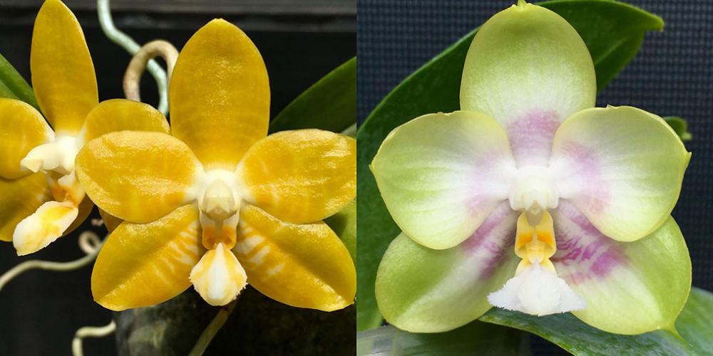 Phalaenopsis (Yaphon Yellow Bloom x Chang Maw Jade)