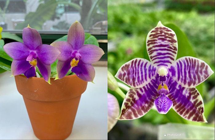 Phalaenopsis (YangYang Blue Liuli x lueddemanniana coerulea)