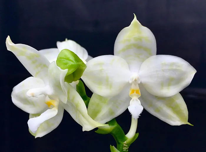 Phalaenopsis Eddy Canary 'Green Ghost'