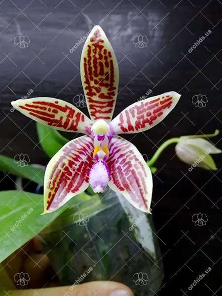 Phalaenopsis corningiana x corningiana 'Coffee'