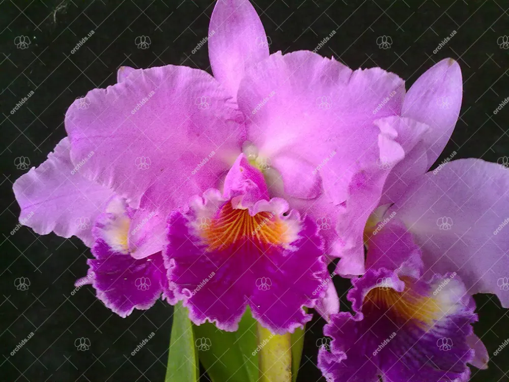 Cattleya labiata intregra orlata 'F#251'