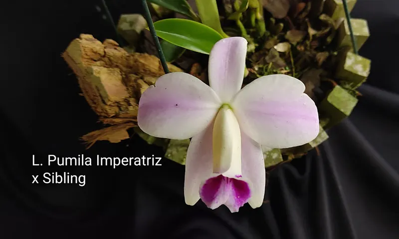Laelia pumila 'Imperatriz' x sib
