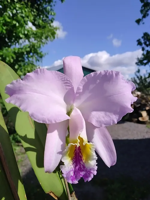 Cattleya mossiae 'La Perla'