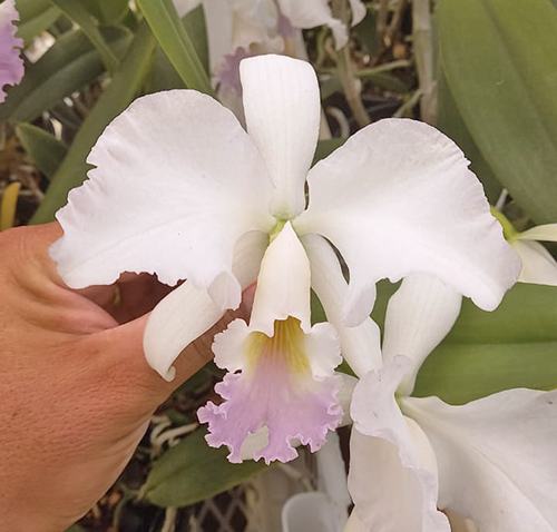 Cattleya labiata amesiana 'Rosa Perola' x self