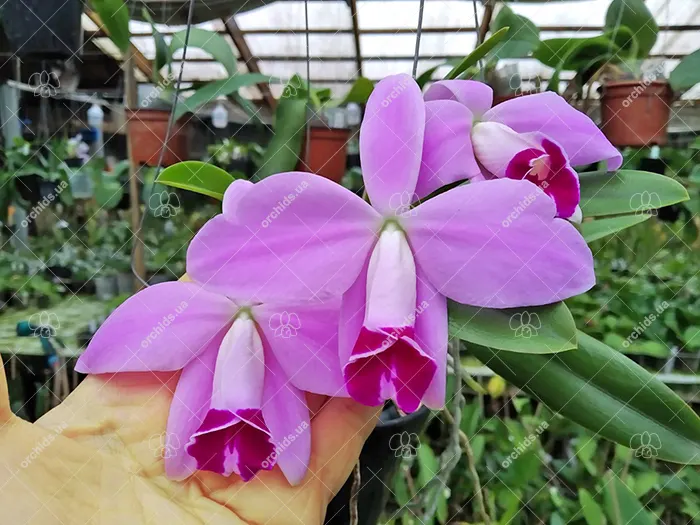Laelia pumila 'Vinho' x oculata 'Imperatriz'