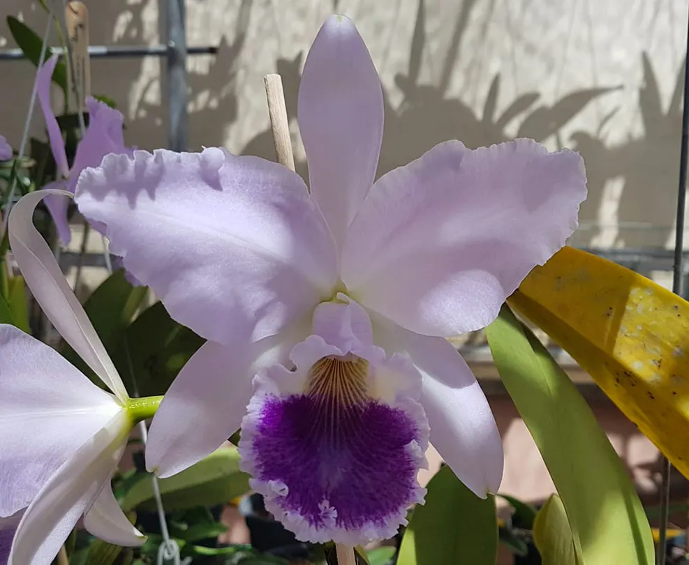 Cattleya labiata coerulea 'Oceano'