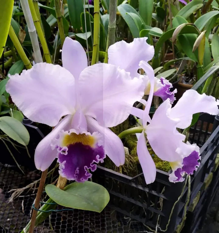 Cattleya labiata #1385 ((Junior x Panelas) x Panelas)