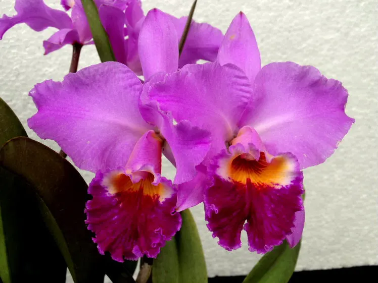 Cattleya labiata 'FS#4377'