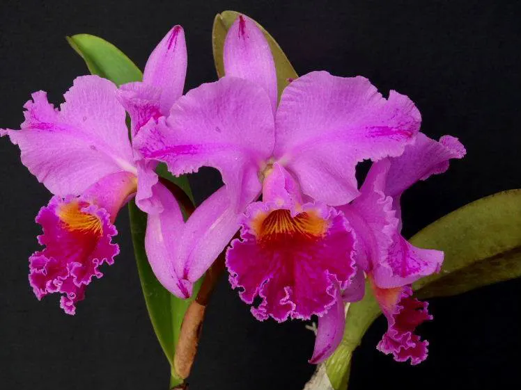 Cattleya labiata 'FS#4403'