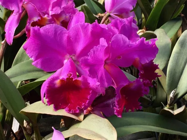 Cattleya labiata rubra 'F#005'