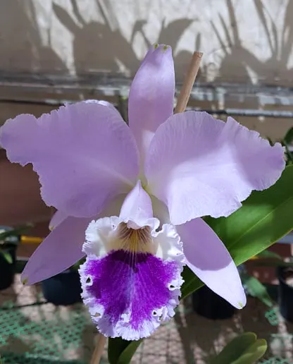 Cattleya labiata coerulea 'T#88-1'