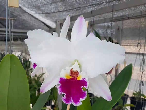 Cattleya semi-alba pincelada 'Mendo'