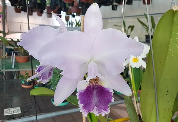 Cattleya labiata coerulea 'T#88-2'