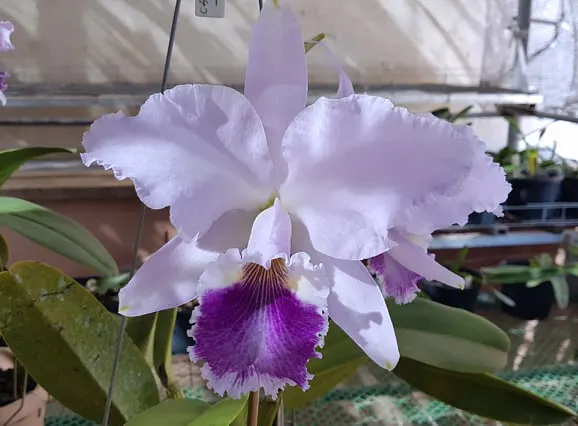 Cattleya labiata coerulea 'T92'