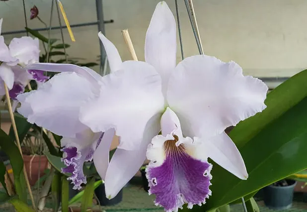 Cattleya labiata coerulea 'T19-2'