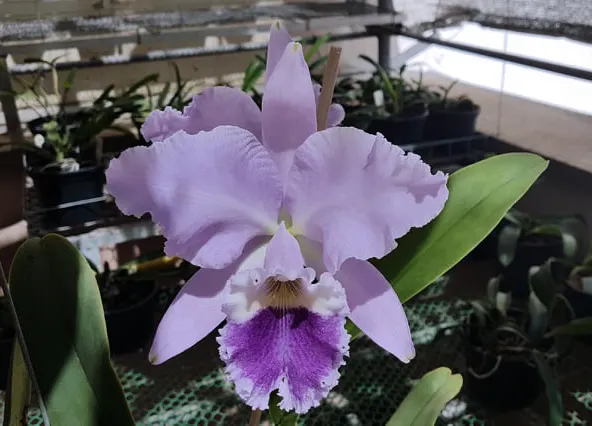 Cattleya labiata coerulea 'T19-1'