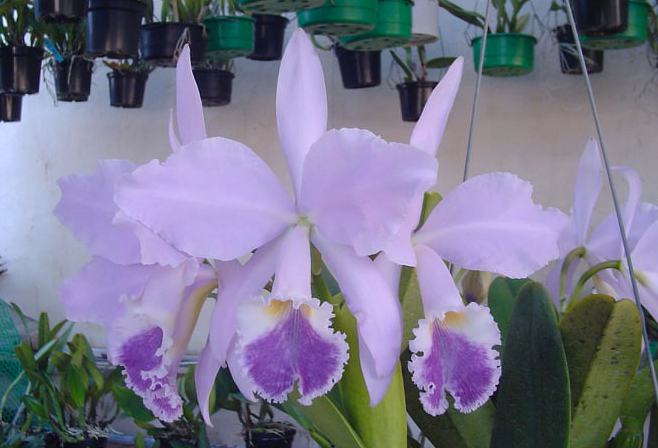Cattleya warneri coerulea 'Suzuki' x self