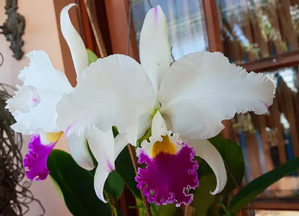 Cattleya warneri semi-alba fantasia 'Mendo'