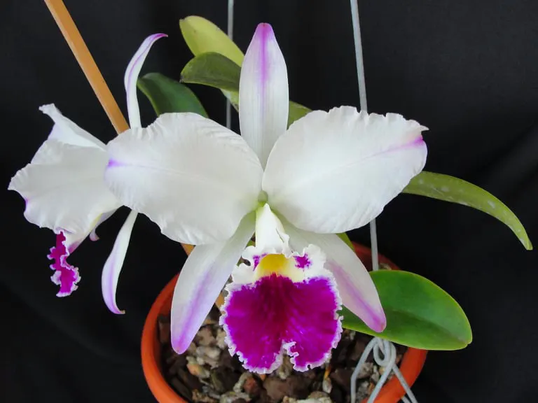 Cattleya labiata semi-alba fantasia 'Mendo'