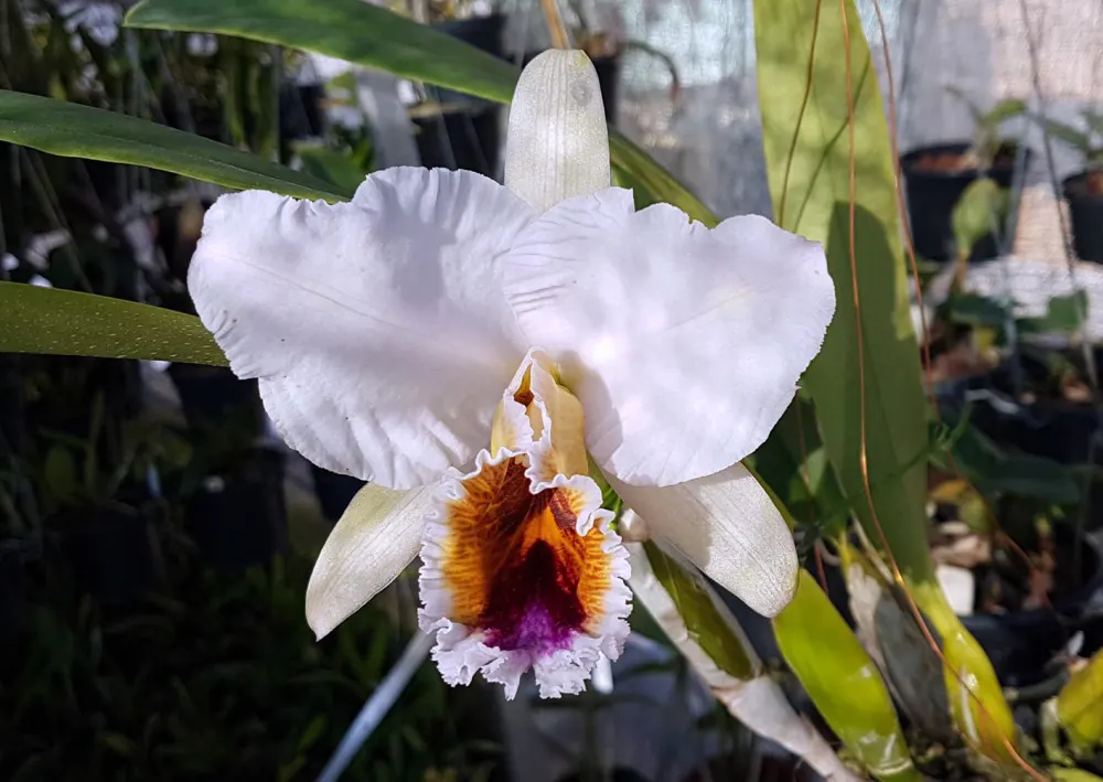 Cattleya percivaliana coerulea 'Mendo #1'