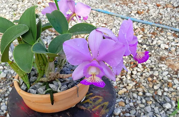 Cattleya nobilior amalie 'Bodas de Prata' x 'Fatal Ataction'