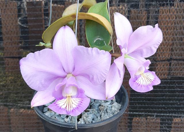 Cattleya nobilior amalie 'Bom' selecao x 'Fatal Ataction'