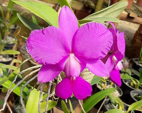 Cattleya walkeriana 'Carola' x sib