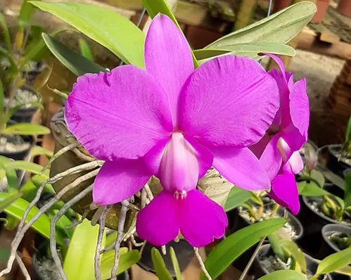 Cattleya walkeriana 'Carola' x sib