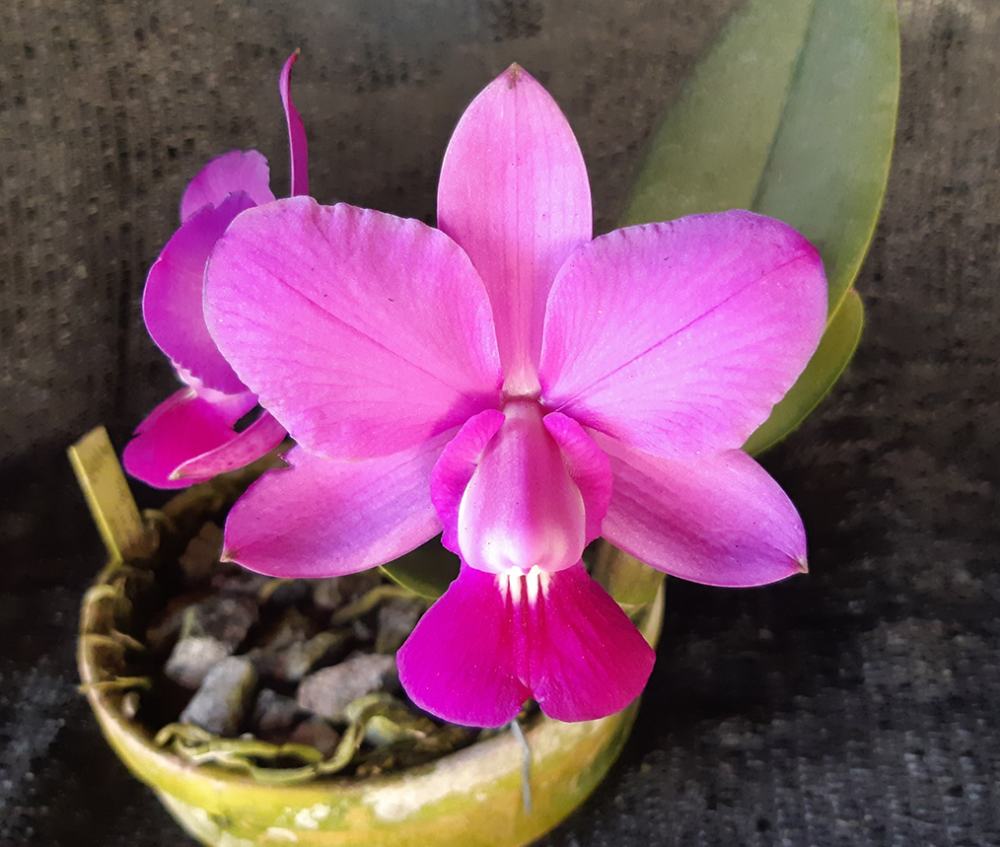Cattleya walkeriana tipo 'Bruna' x 'Suprema'
