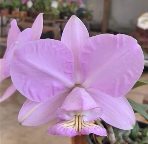 Cattleya nobilior 'Beira Rio' x self