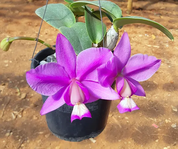 Cattleya nobilior 'DRW' x 'Kaue'