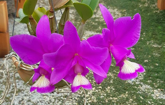 Cattleya nobilior 'Feitico Goiano' x 'My Love'