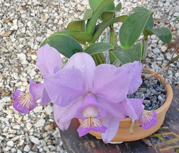 Cattleya nobilior amalie 'Boleada' x 'Fatal Ataction'