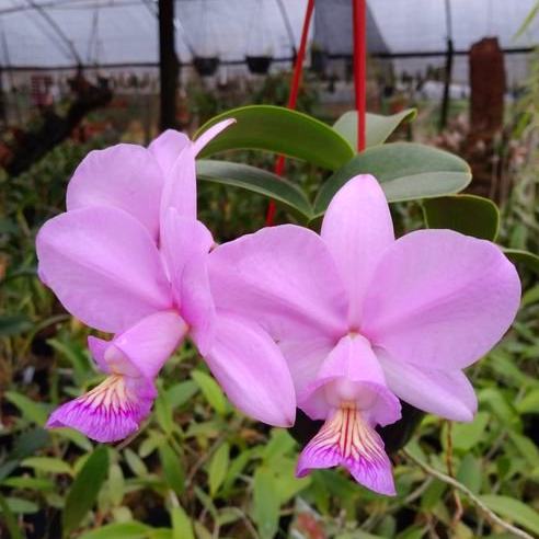 Cattleya nobilior ('Antonio Demundo' x 'Sensacao') x 'DRV'