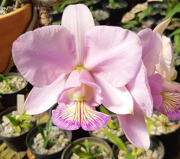 Cattleya nobilior 'DRW' x ('Suavissimo' x 'Natalia')