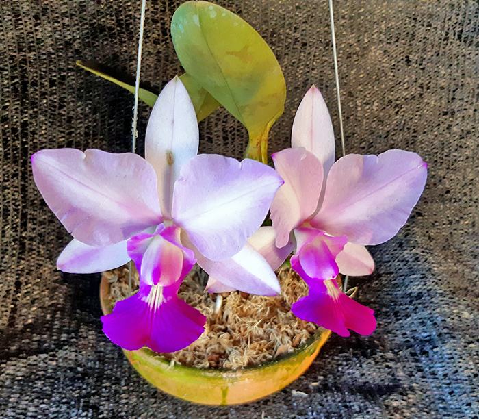 Cattleya walkeriana flamea 'Terra da Gloria' x 'Puanani' 4n
