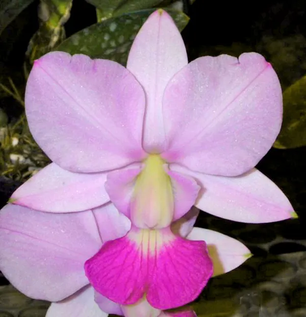 Cattleya walkeriana semi-alba 'Tokyo' x (suave 'Cobicada' x flamea 'D Teresinha')