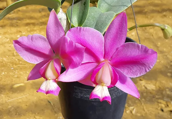 Cattleya nobilior 'DRW' x 'Catanduva'