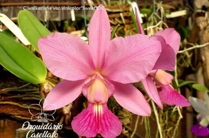 Cattleya walkeriana vinicolor 'Sweet' OC