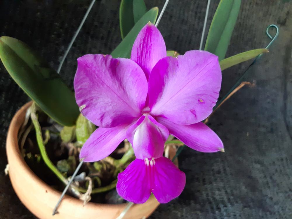 Cattleya walkeriana tipo 'Carola' x 'Ki Parada'
