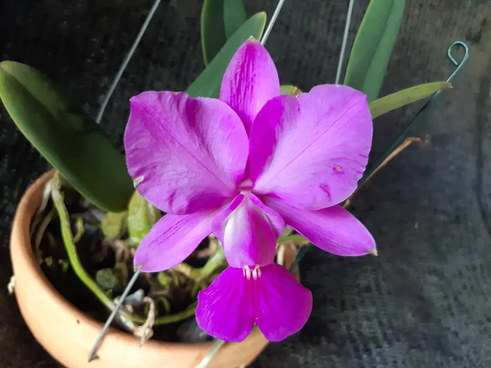 Cattleya walkeriana tipo 'Carola' x 'Ki Parada'
