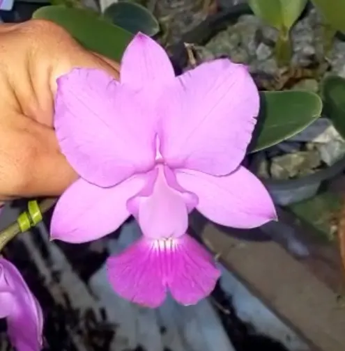Cattleya walkeriana 'Candida' x 'Labelao'