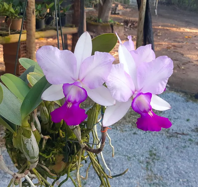 Cattleya walkeriana flamea 'Terra da Gloria' x 'Tokyo'