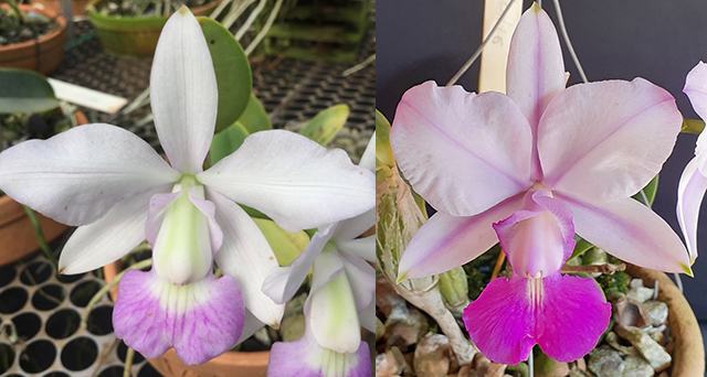 Cattleya walkeriana suave 'Daniel Dias' x semi-alba 'Evolucao'