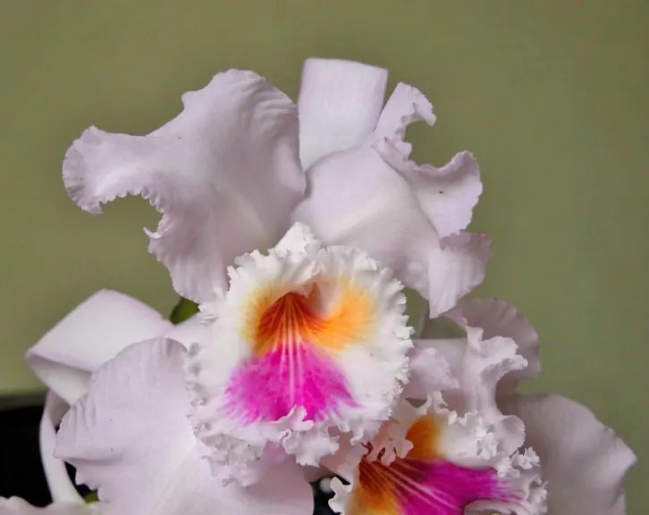 Cattleya mendelii (Rosita x self)