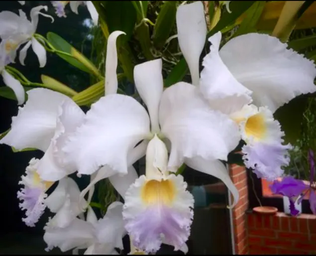Cattleya mendelii semi-alba coerulea 'GA-596'