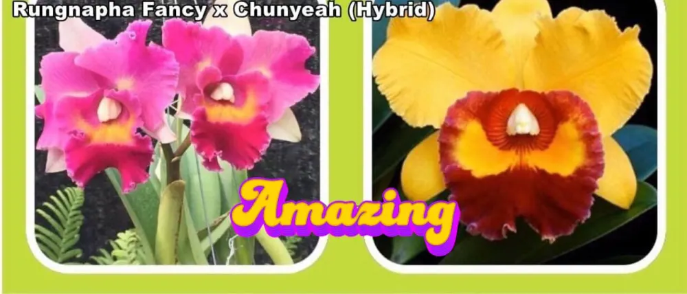 Rhyncholaeliocattleya Rungnapha Fancy x Chunyeah