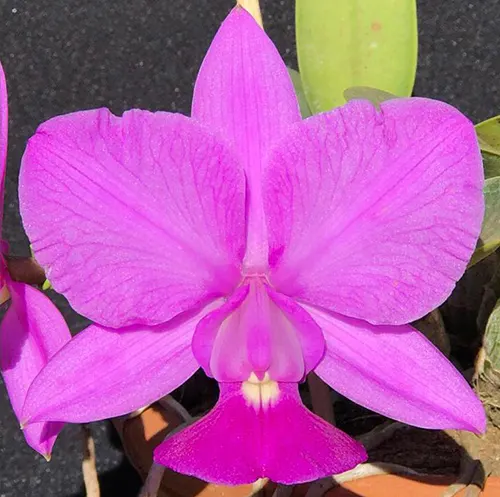 Cattleya walkeriana tipo  'Tres Irmaos' x 'Caliman'
