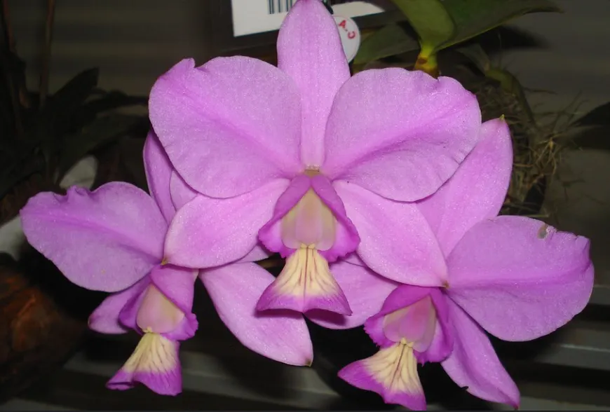 Cattleya nobilior 'D Rafael Wenzel' x 'Fatal Attraction'